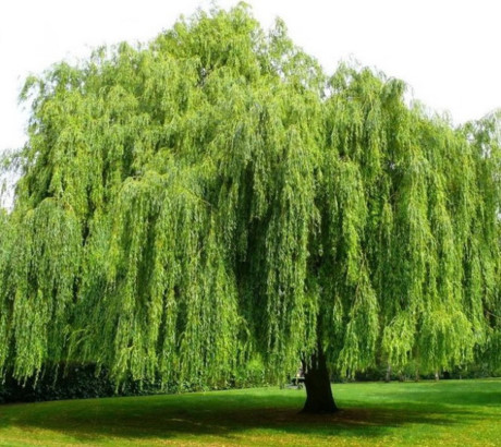 5 loại cây không nên trồng trong vườn nhà