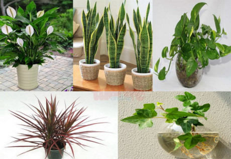 5 cây phong thủy hút độc chất trong nhà bạn