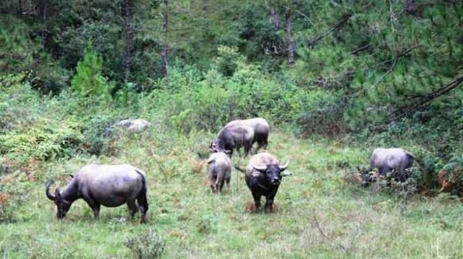 1.000 tỷ đồng xây dựng dự án Safari gần 500ha tại Lâm Đồng